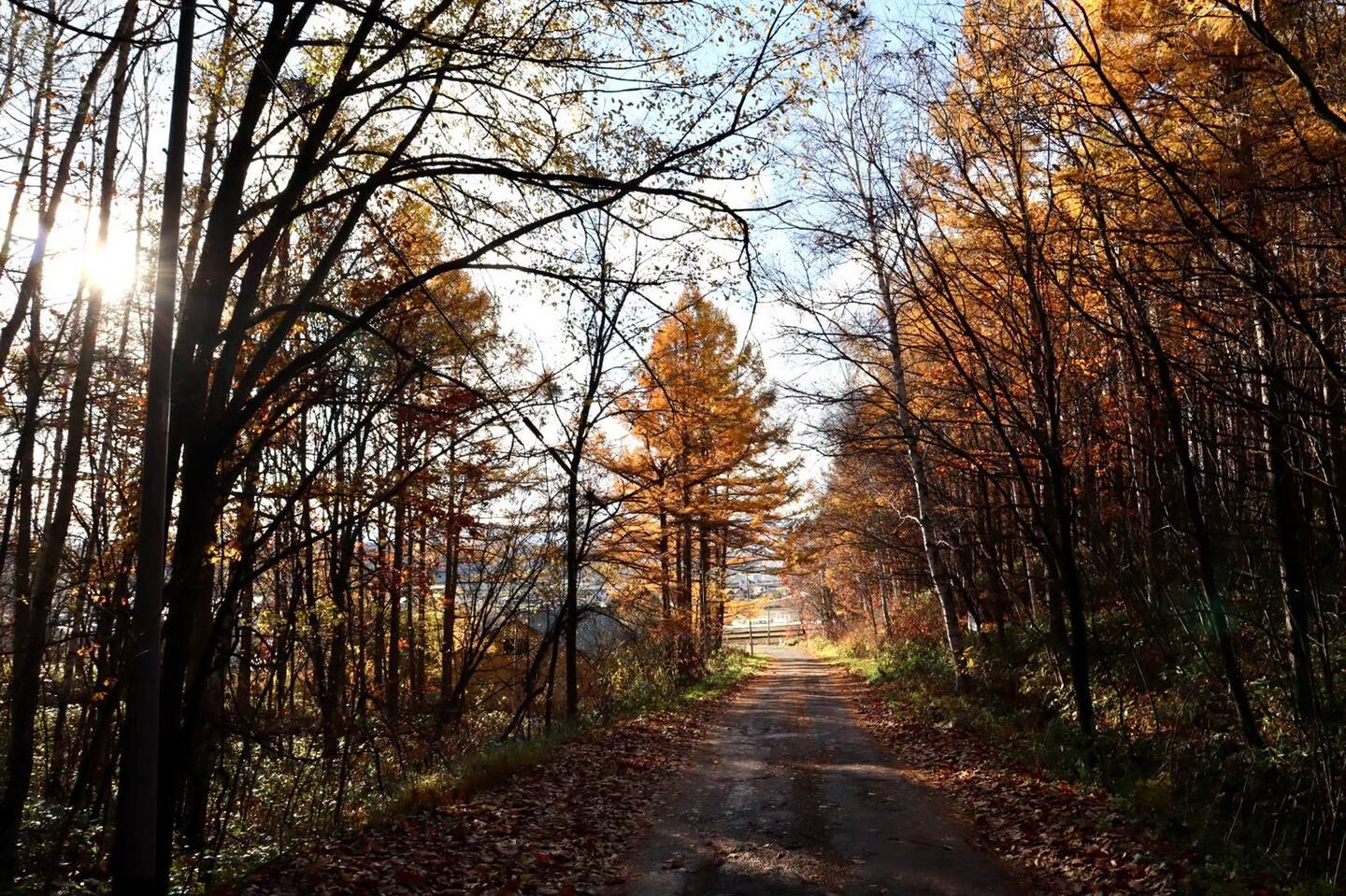 Backlit Path