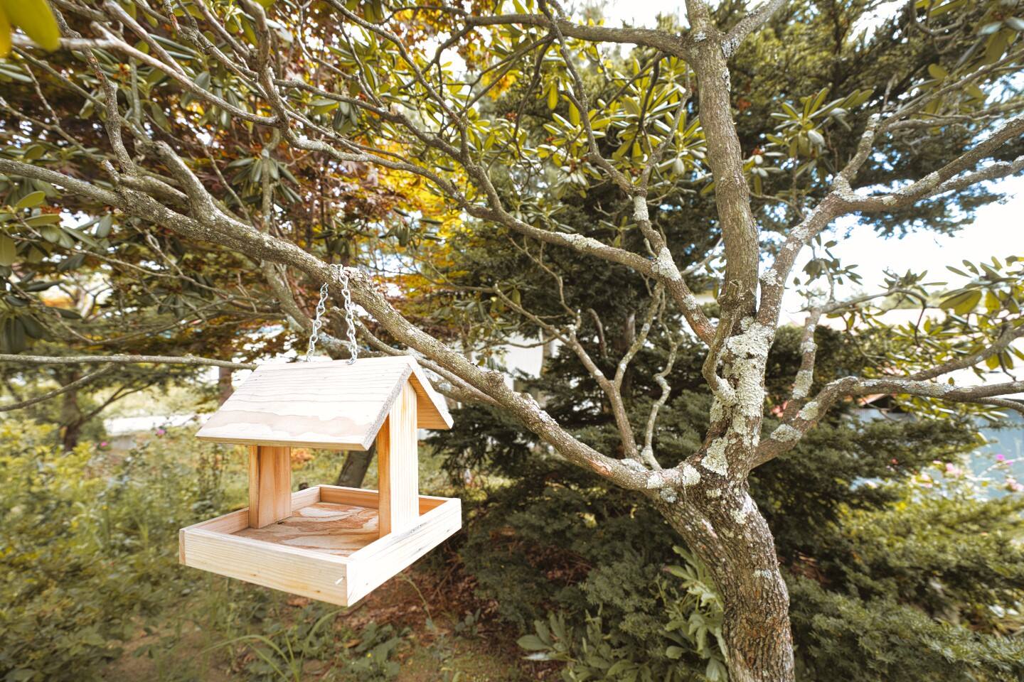 Bird Feeder