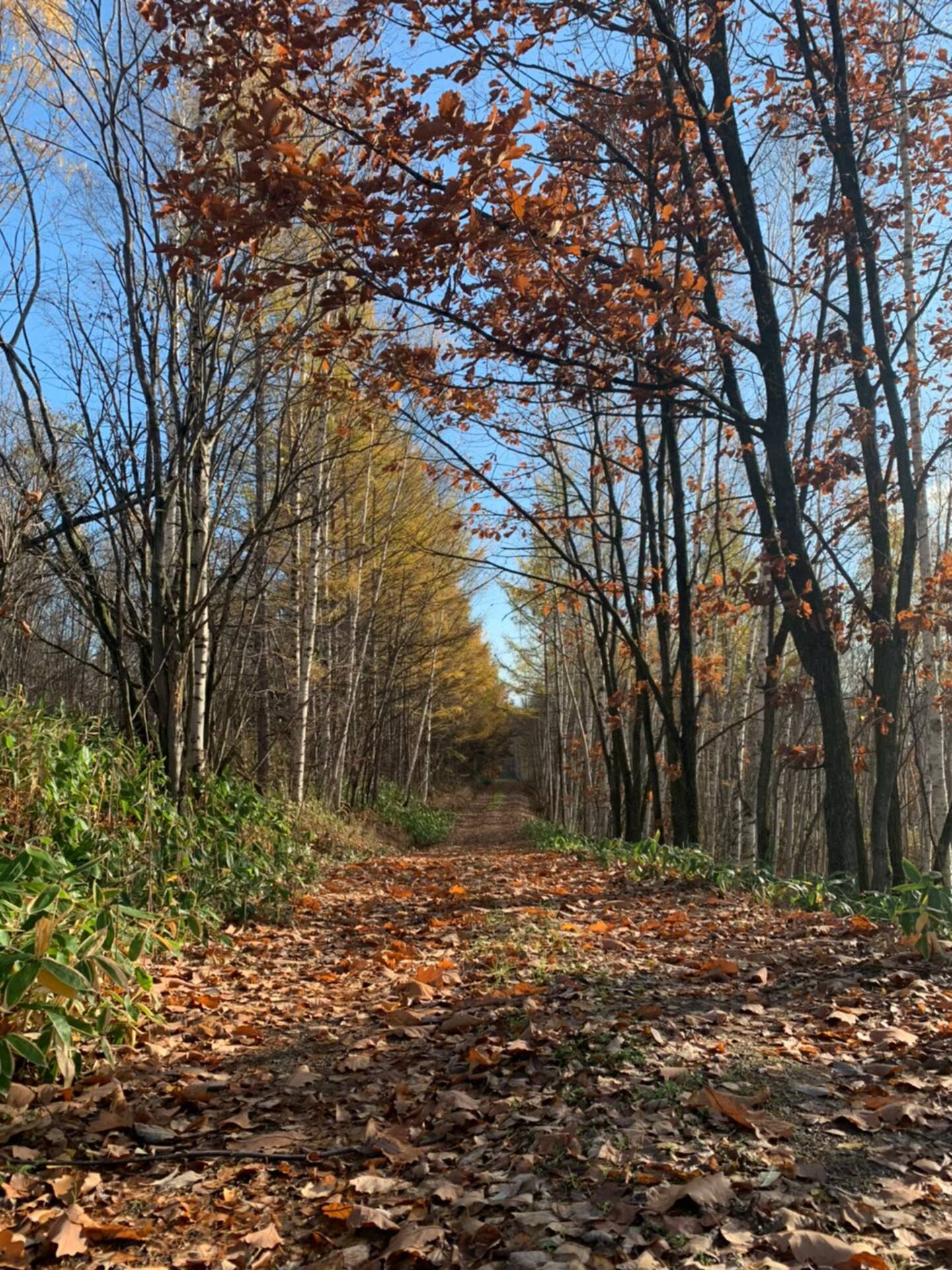 Forest Trail