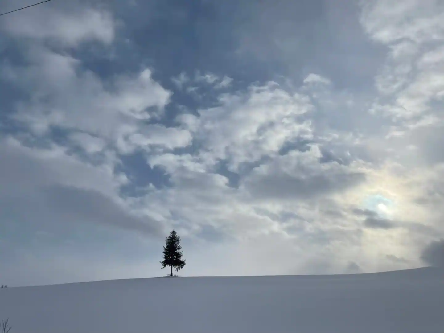 Lone Tree