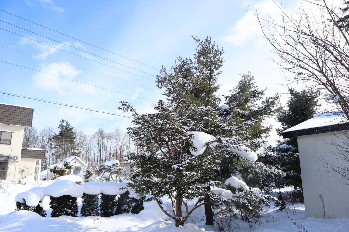 Snowy Trees