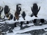 Asahiyama Zoo