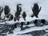 Asahiyama Zoo