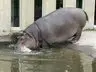 Hippo at Asahiyama Zoo