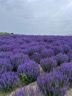 Shikisai Hill flower fields