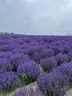 Shikisai Hill flower fields